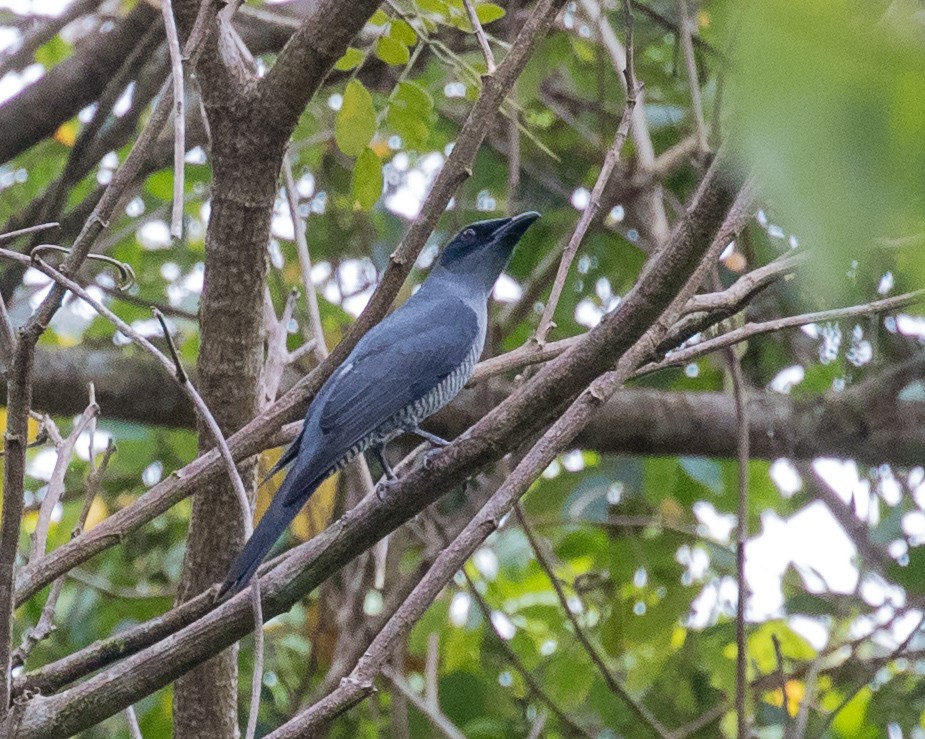 Andaman Cuckooshrike - ML622120226