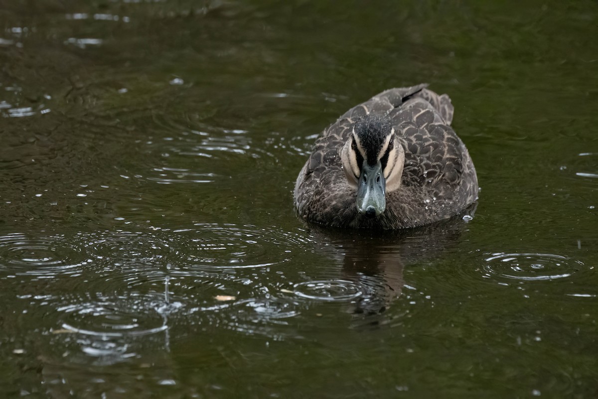 Pacific Black Duck - ML622120238