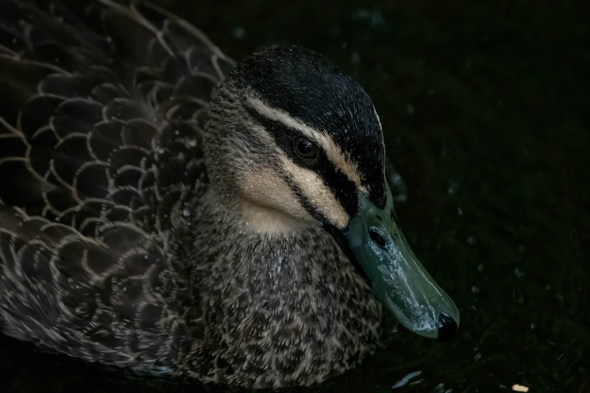 Pacific Black Duck - ML622120239