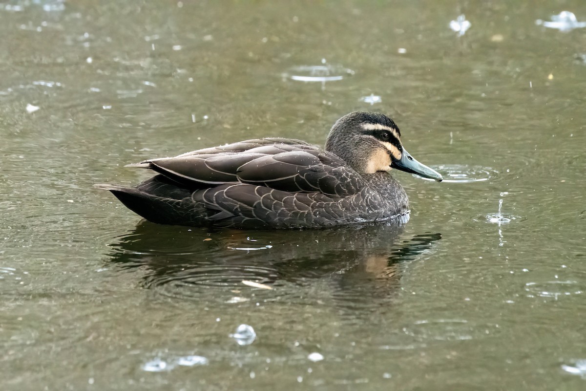 Pacific Black Duck - ML622120241