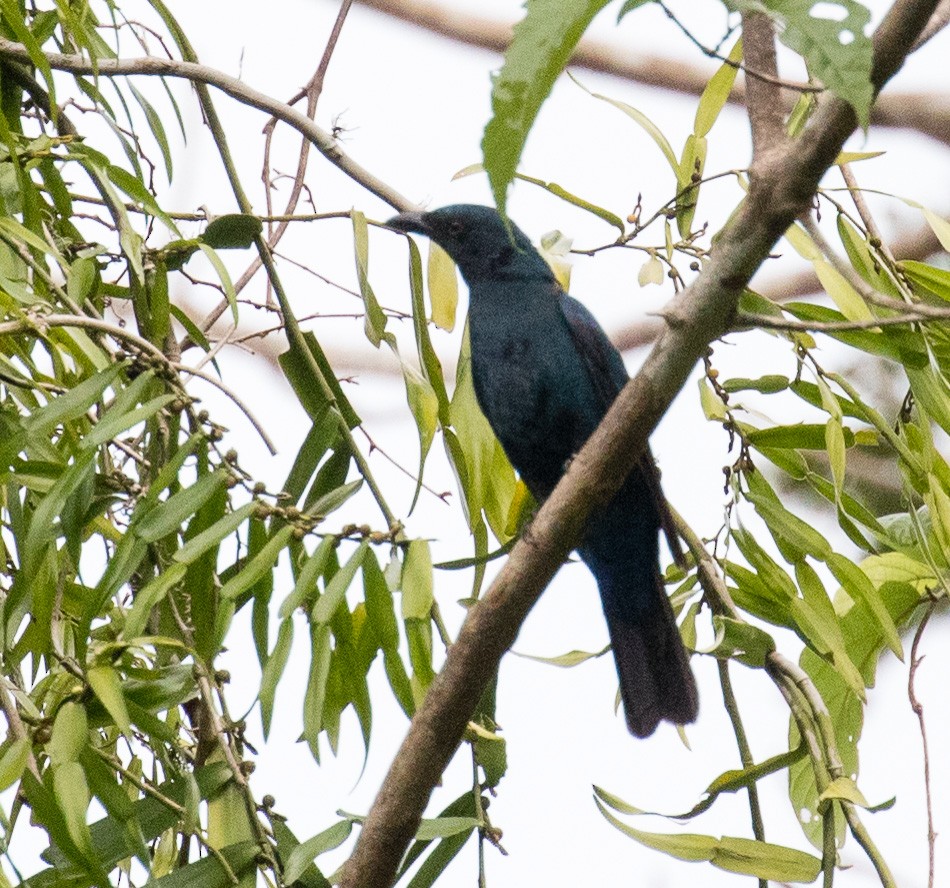 Asian Fairy-bluebird - Thomas Job