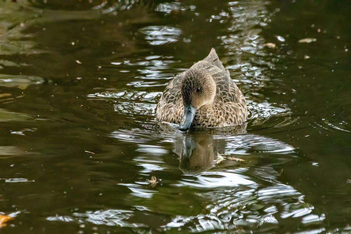 Chestnut Teal - ML622120244