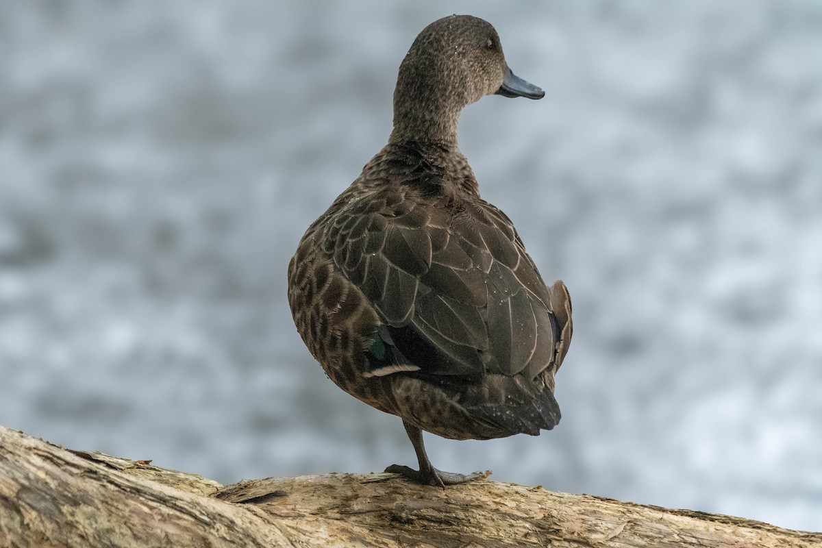 Chestnut Teal - ML622120245