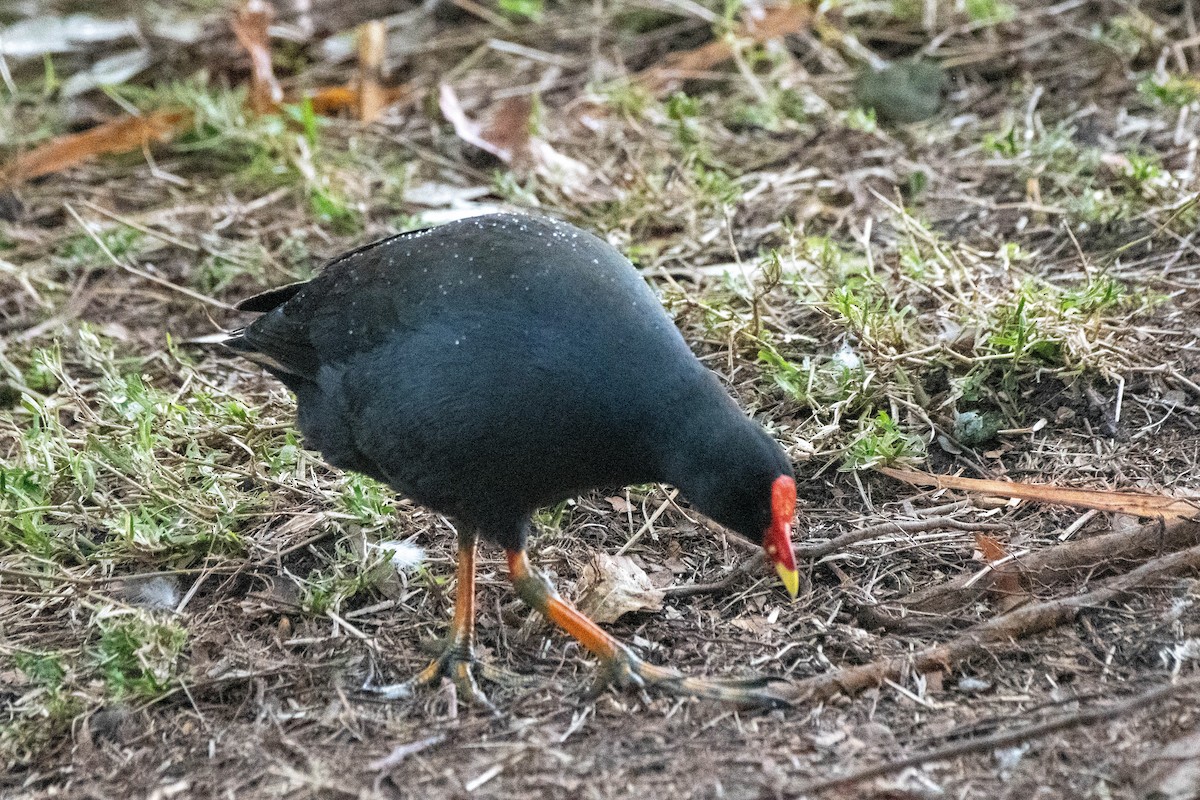 Dusky Moorhen - ML622120246