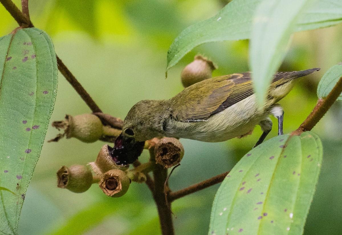 Andaman Flowerpecker - ML622120248