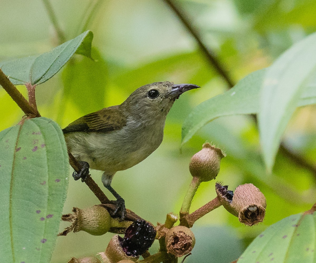 Andaman Flowerpecker - ML622120249