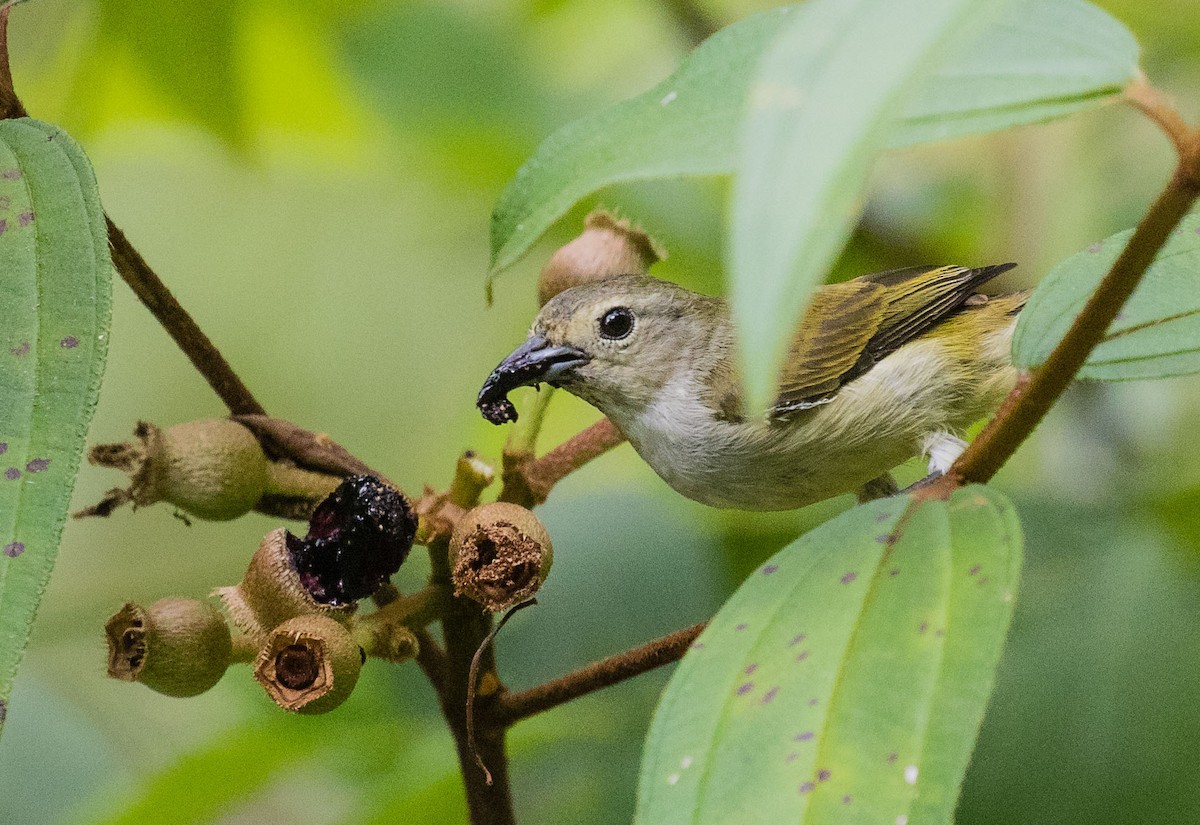 Andaman Flowerpecker - ML622120250