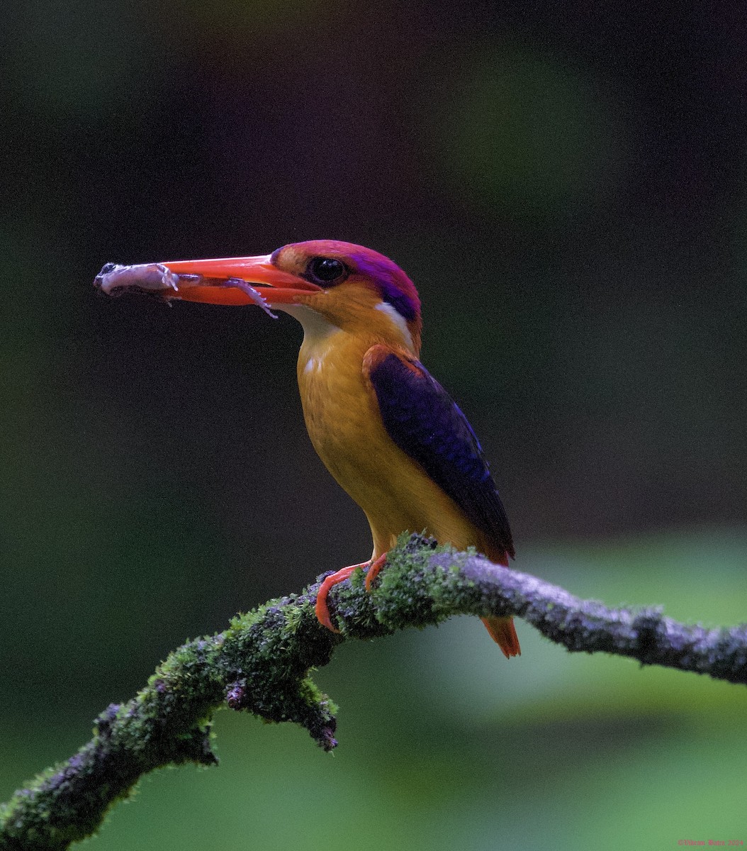 Black-backed Dwarf-Kingfisher - Vikram Batra