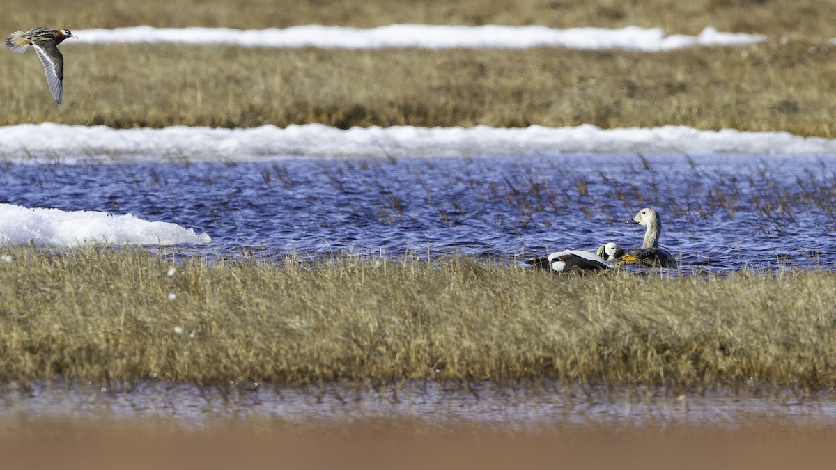 Spectacled Eider - ML622120262