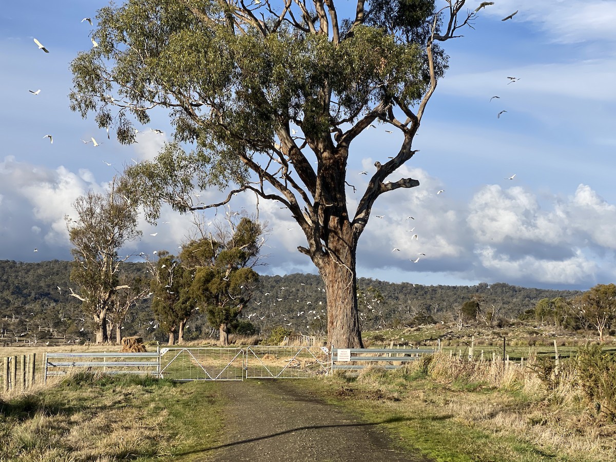 Sulphur-crested Cockatoo - ML622120265