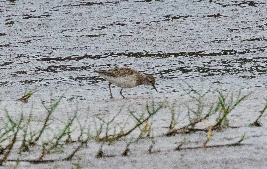 langtåsnipe - ML622120269