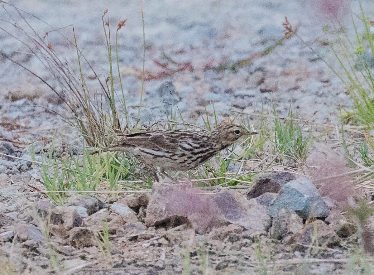 Red-throated Pipit - Thomas Job