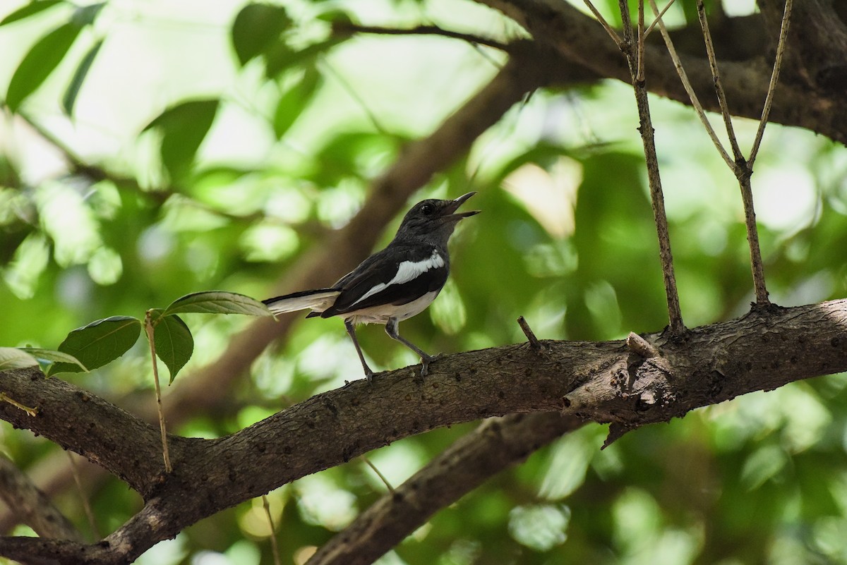 Oriental Magpie-Robin - ML622120282