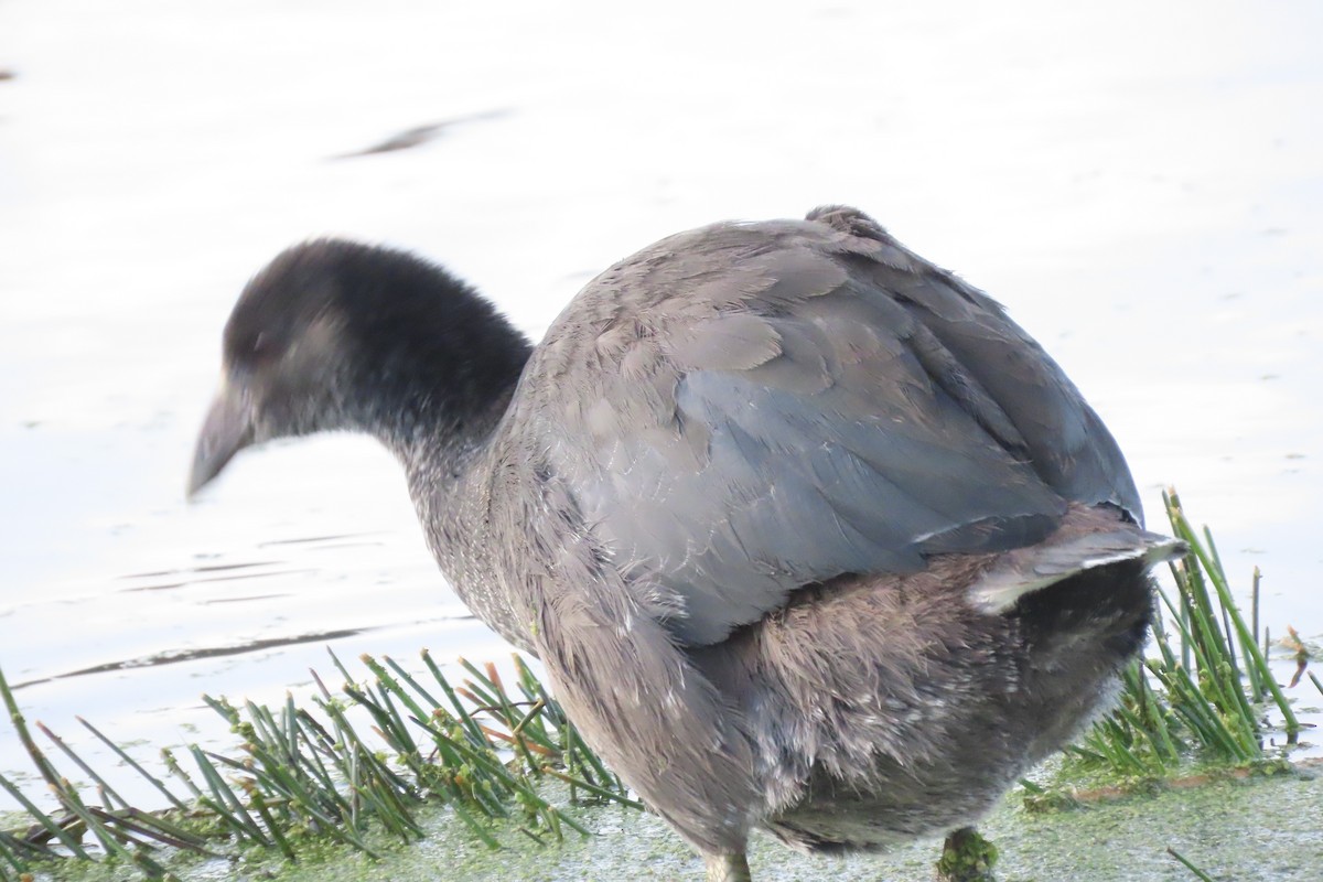 Slate-colored Coot - ML622120286