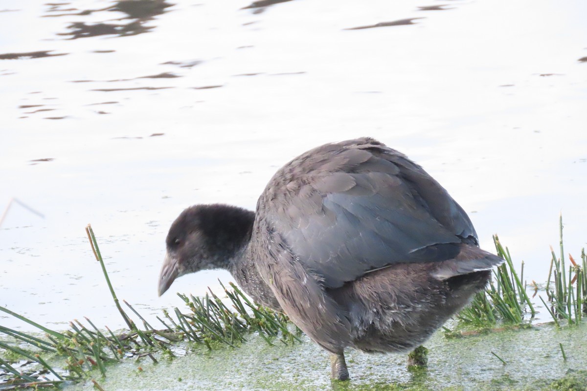 Slate-colored Coot - ML622120288