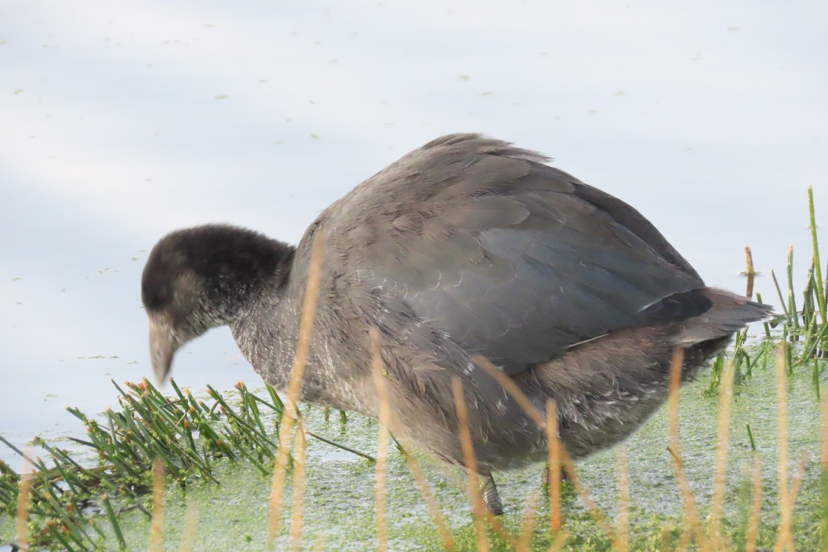 Slate-colored Coot - Arturo  Reynoso Basurto