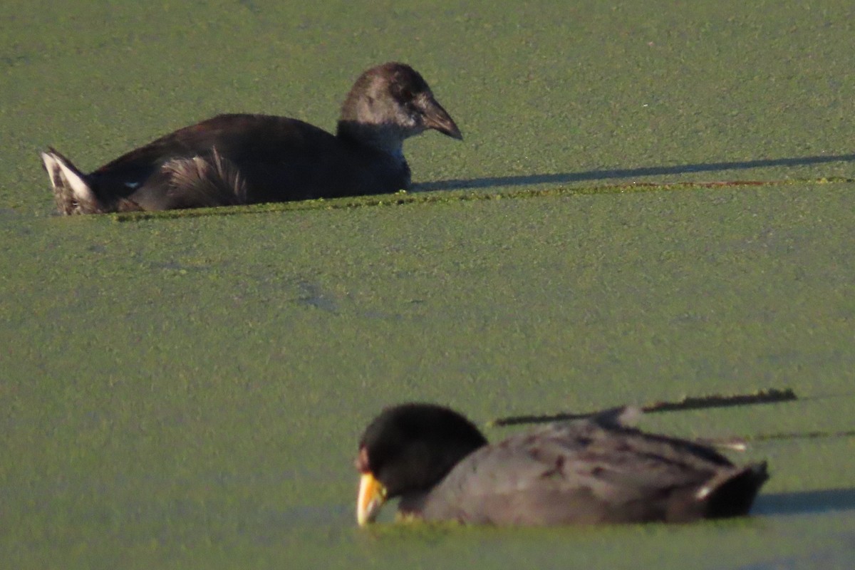 Slate-colored Coot - ML622120291