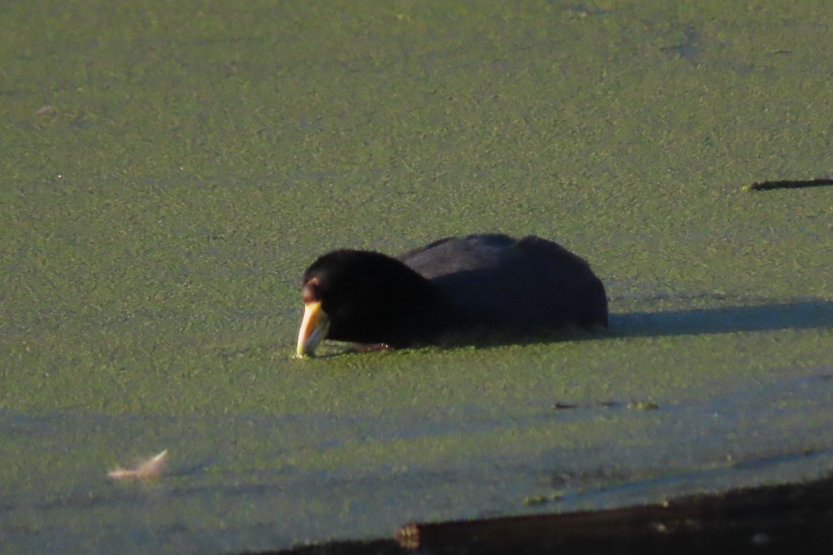 Slate-colored Coot - ML622120292