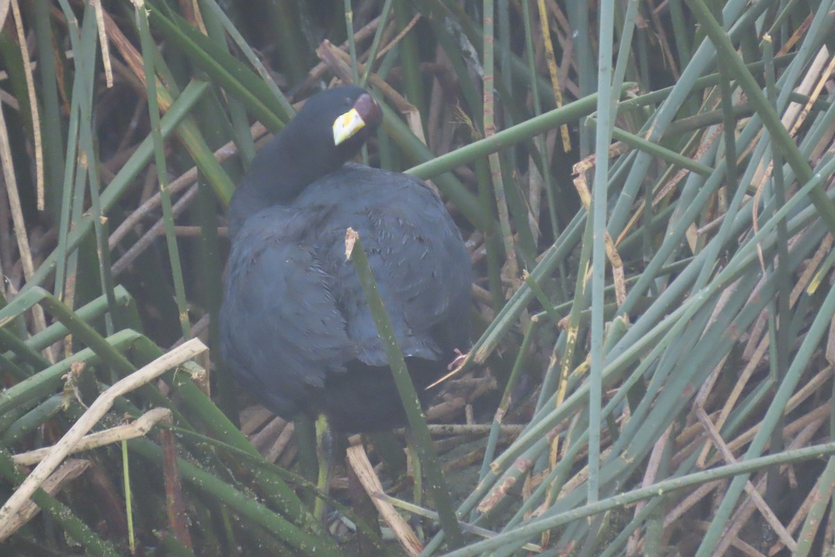 Slate-colored Coot - ML622120293