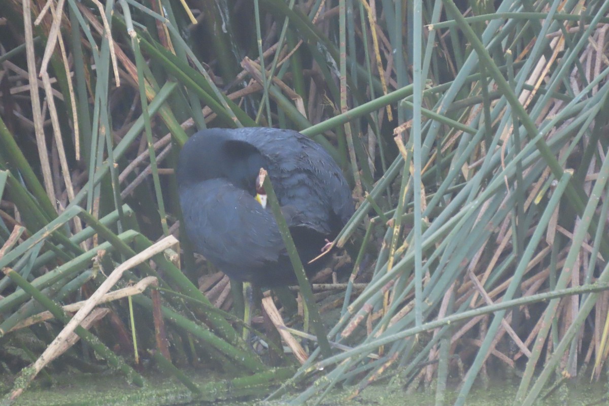 Slate-colored Coot - ML622120294