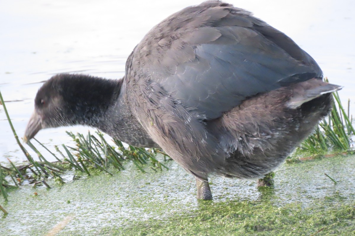 Slate-colored Coot - ML622120295