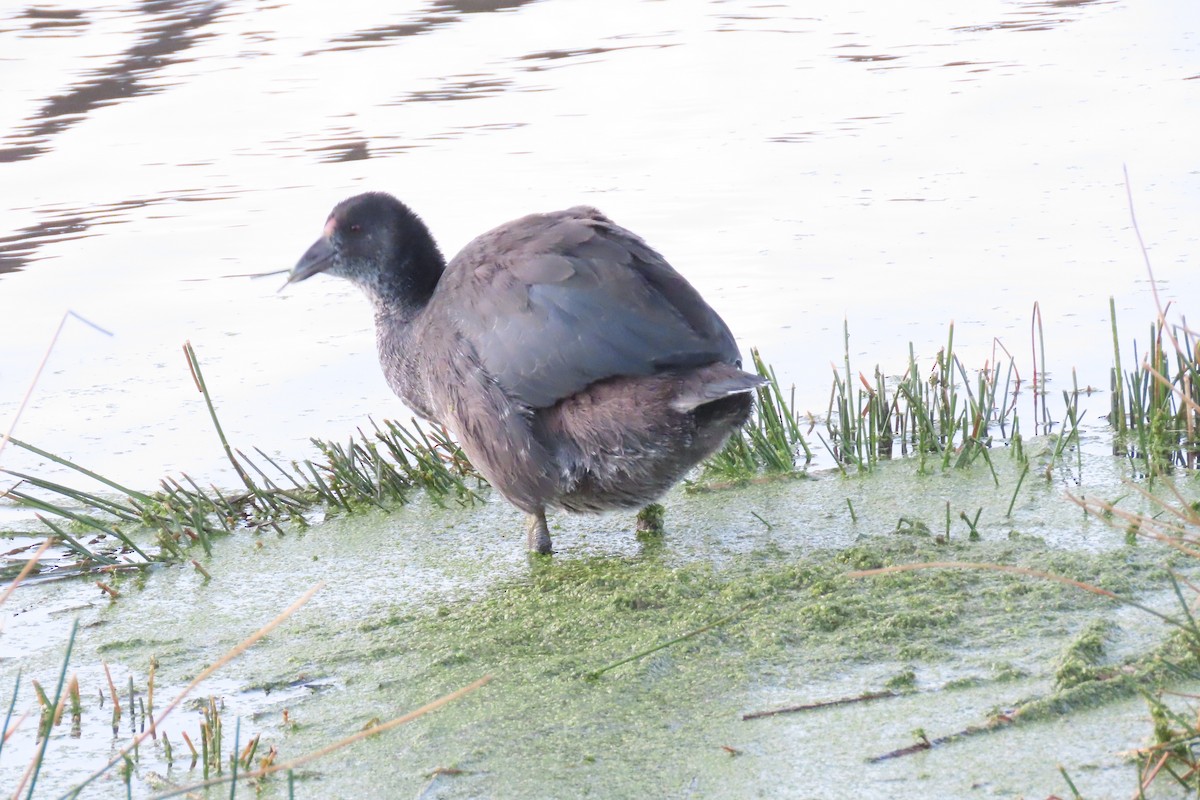 Slate-colored Coot - ML622120296