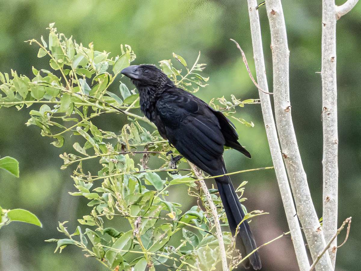 Smooth-billed Ani - ML622120297