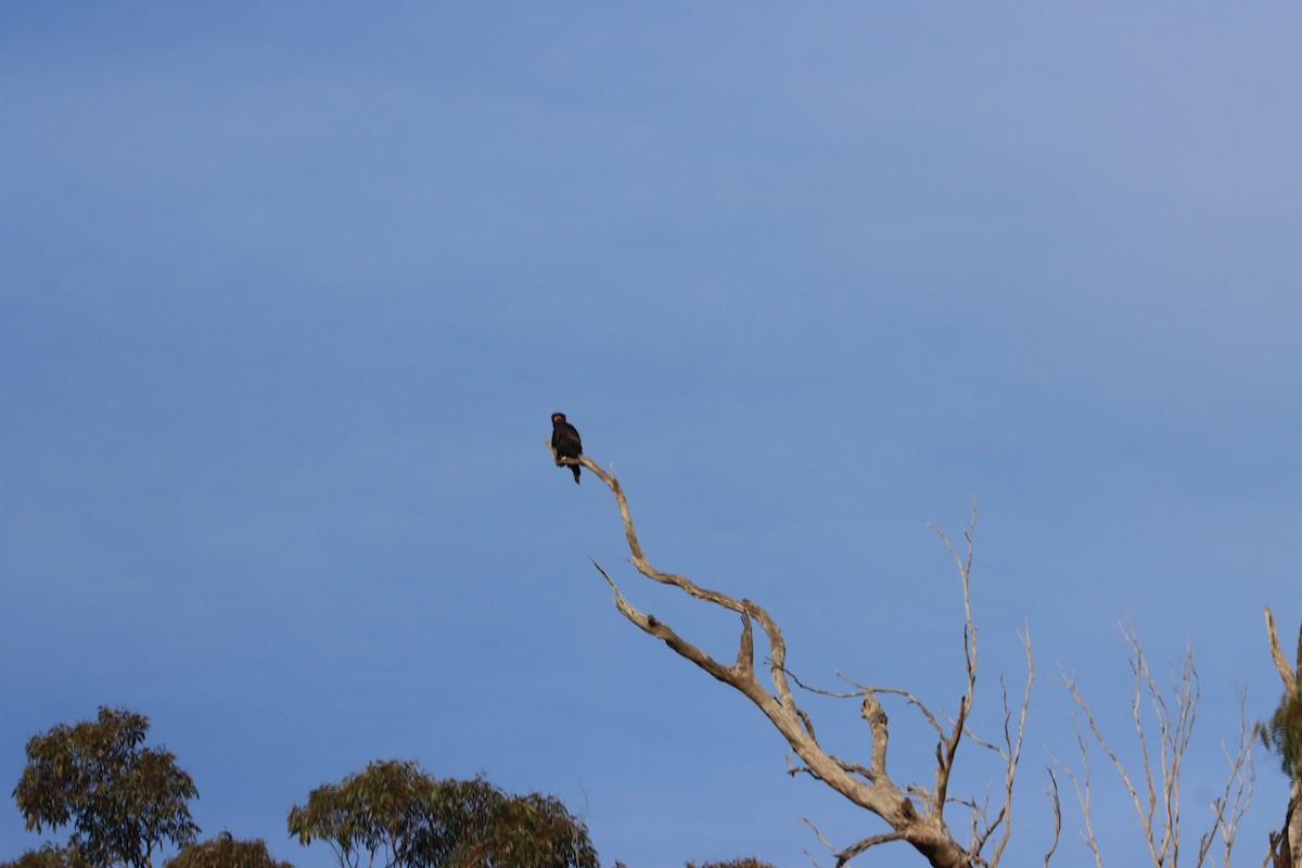 Wedge-tailed Eagle - ML622120298