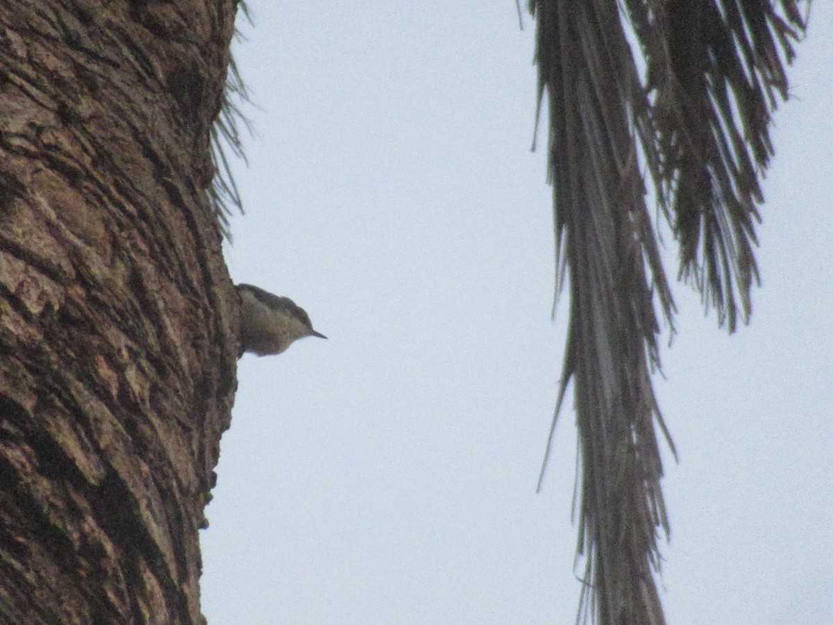 Pygmy Nuthatch - ML622120299