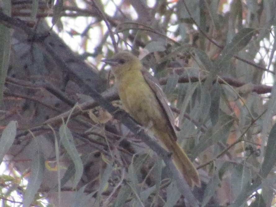 Hooded Oriole - ML622120300