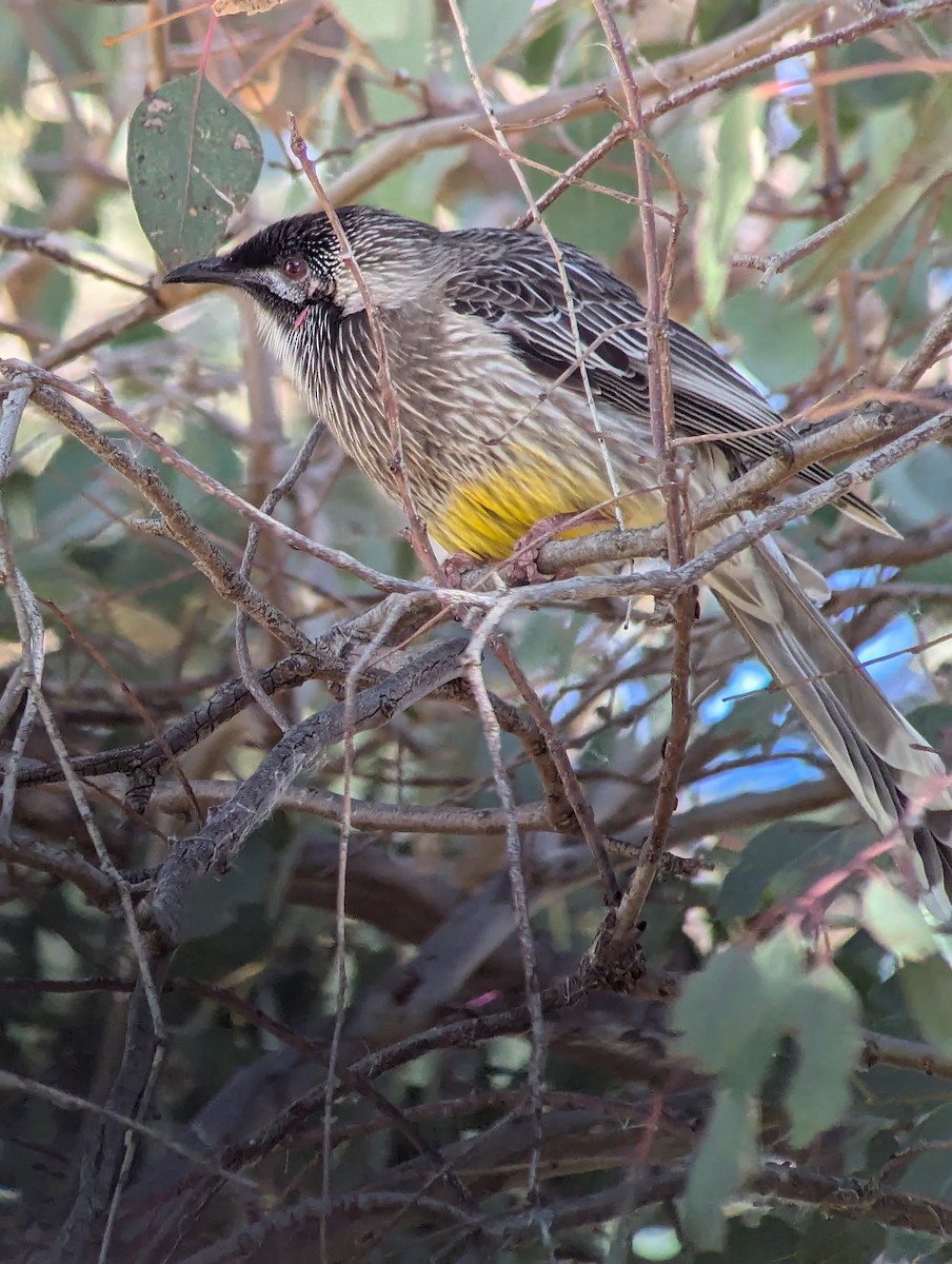 Red Wattlebird - ML622120301