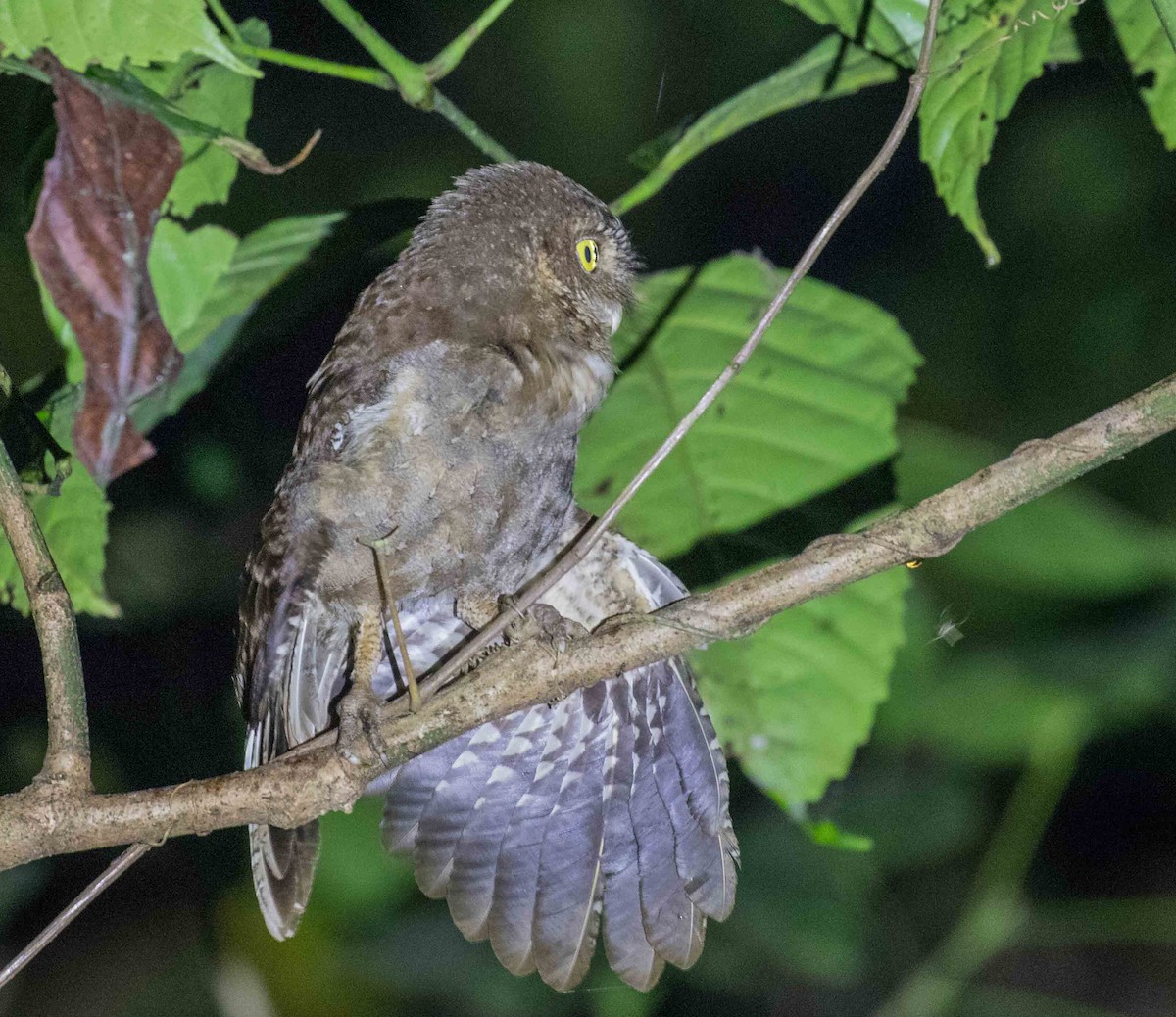 Andaman Scops-Owl - ML622120302