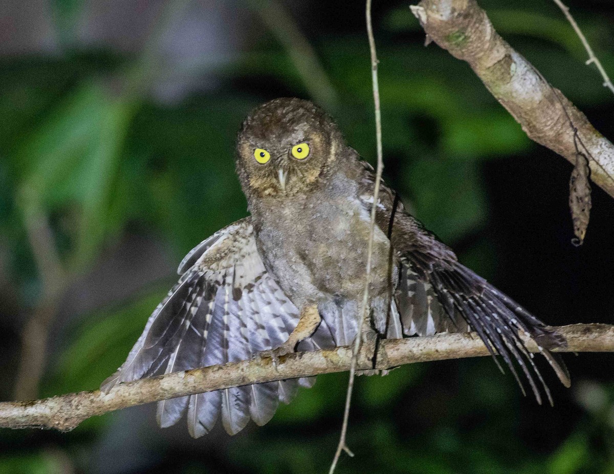 Andaman Scops-Owl - ML622120303