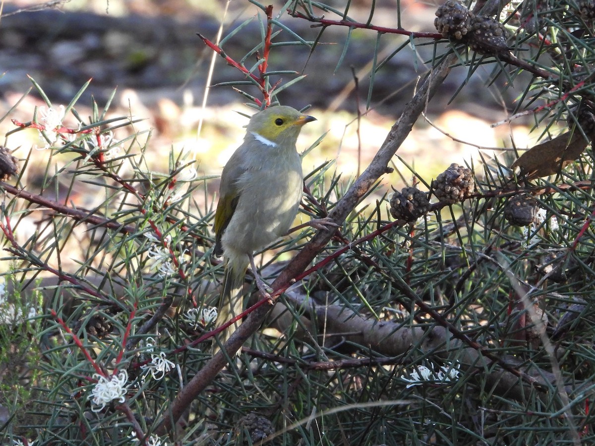 White-plumed Honeyeater - Joanne Thompson