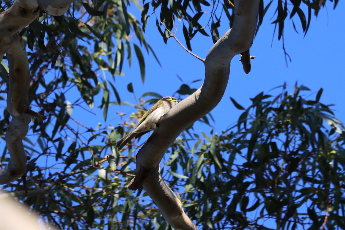 Yellow-faced Honeyeater - ML622120305