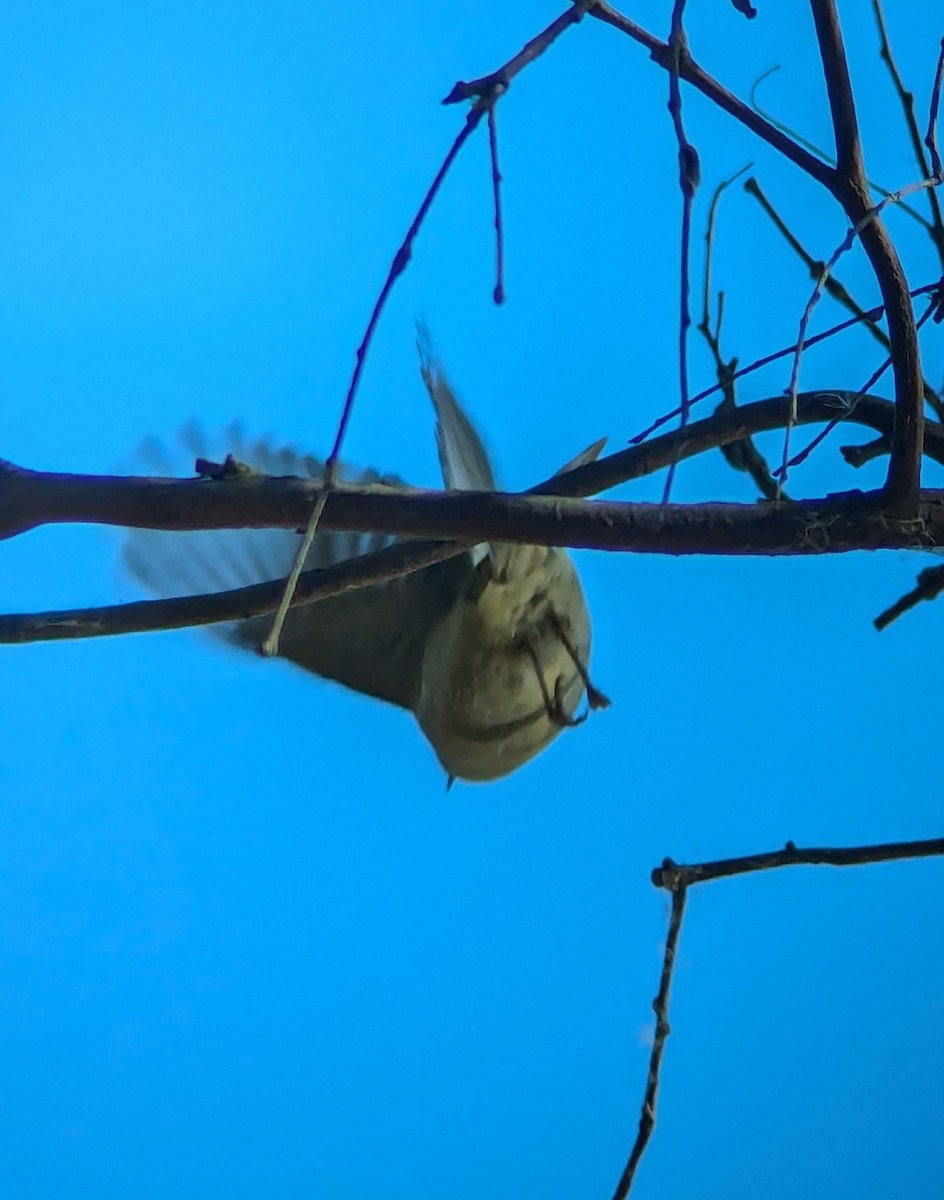 White-plumed Honeyeater - ML622120306