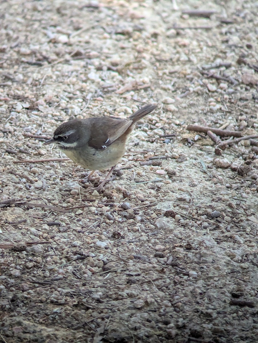 White-browed Scrubwren - Jack N