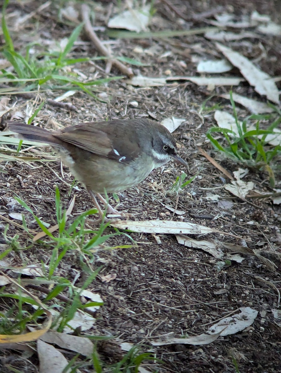 White-browed Scrubwren - ML622120309