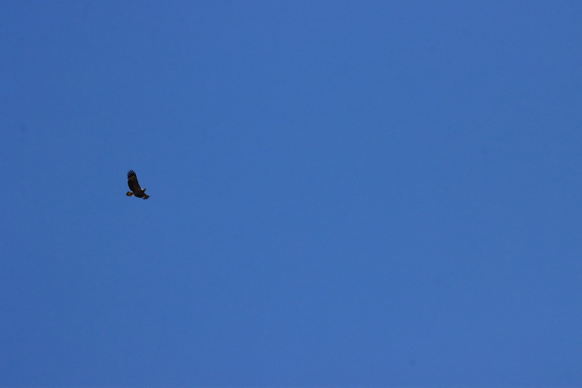 Wedge-tailed Eagle - ML622120310