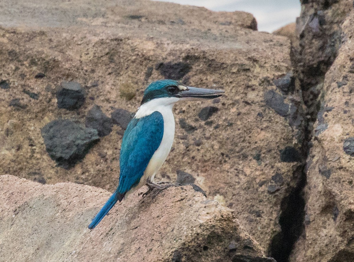 Collared Kingfisher - ML622120311