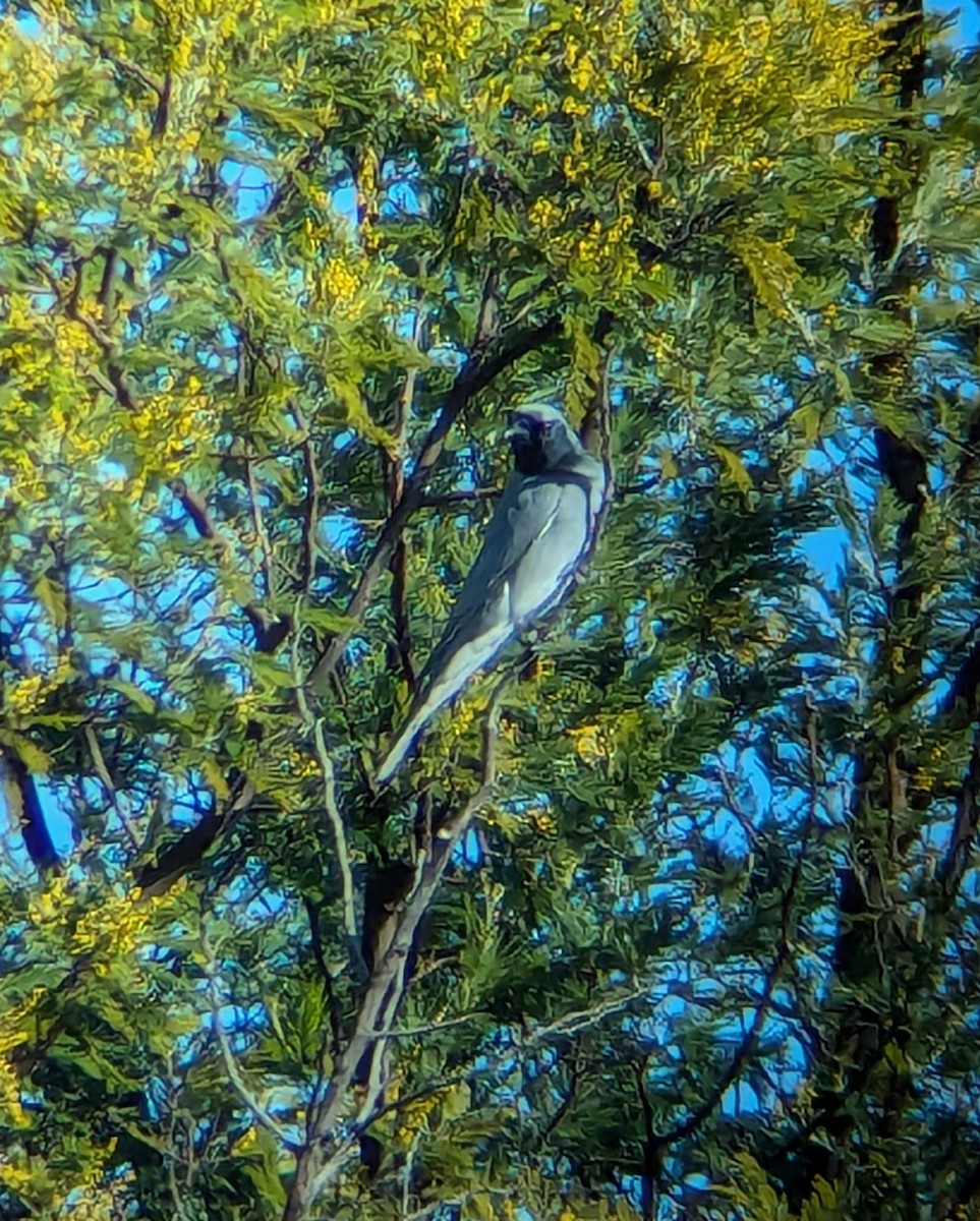 Black-faced Cuckooshrike - ML622120312