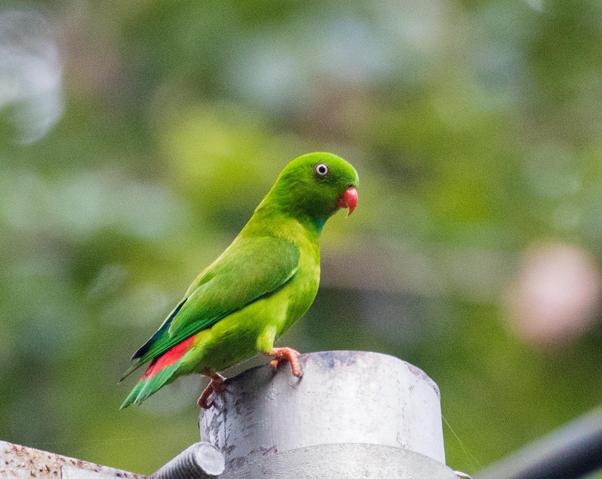 Vernal Hanging-Parrot - ML622120314