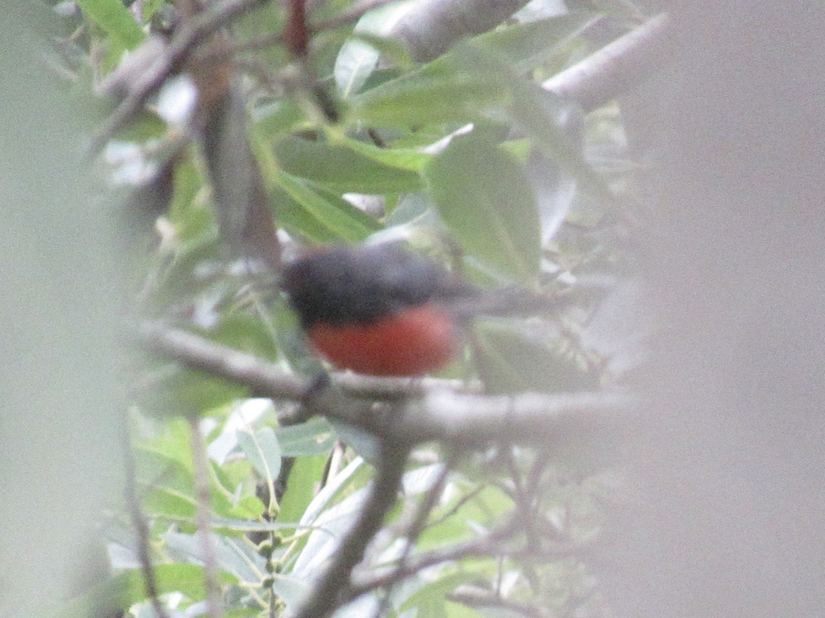 Slate-throated Redstart - ML622120315