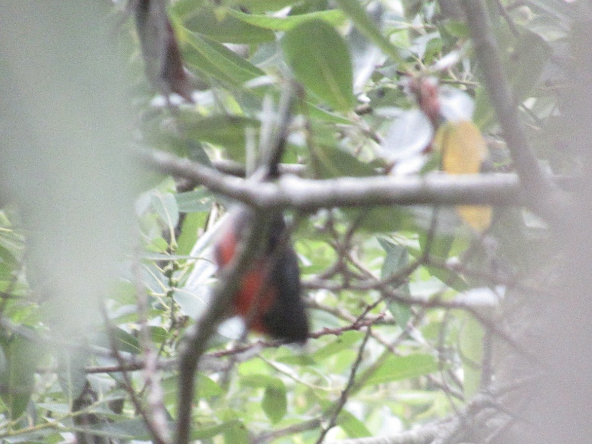 Slate-throated Redstart - ML622120316