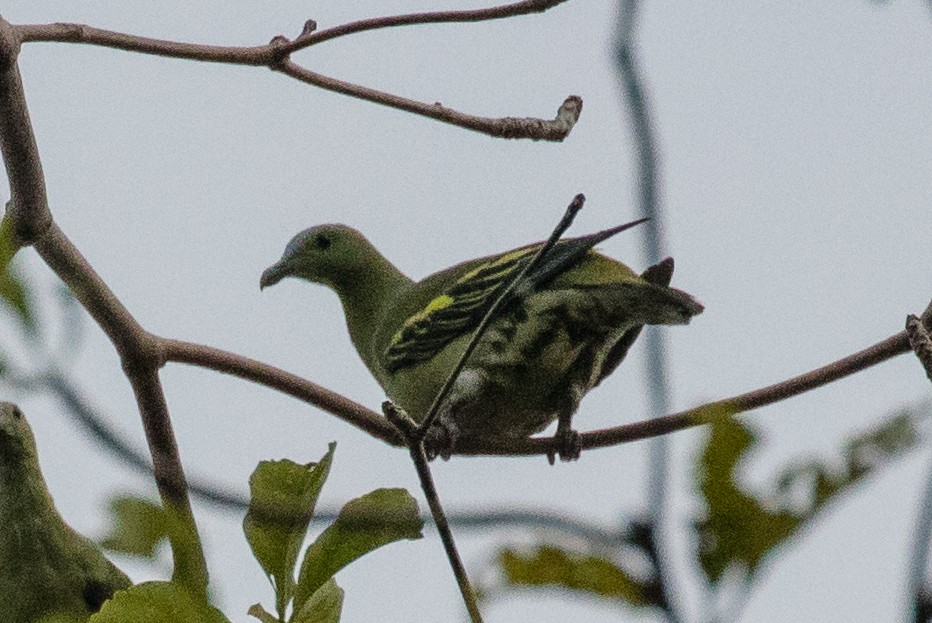 Andaman Green-Pigeon - ML622120317