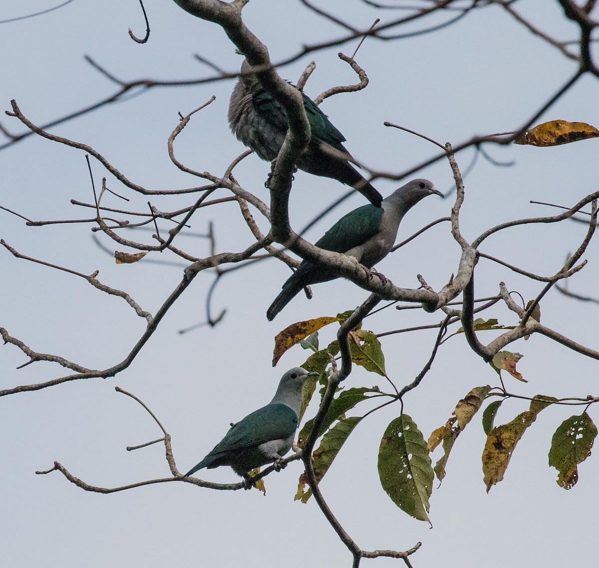 Green Imperial-Pigeon - ML622120318