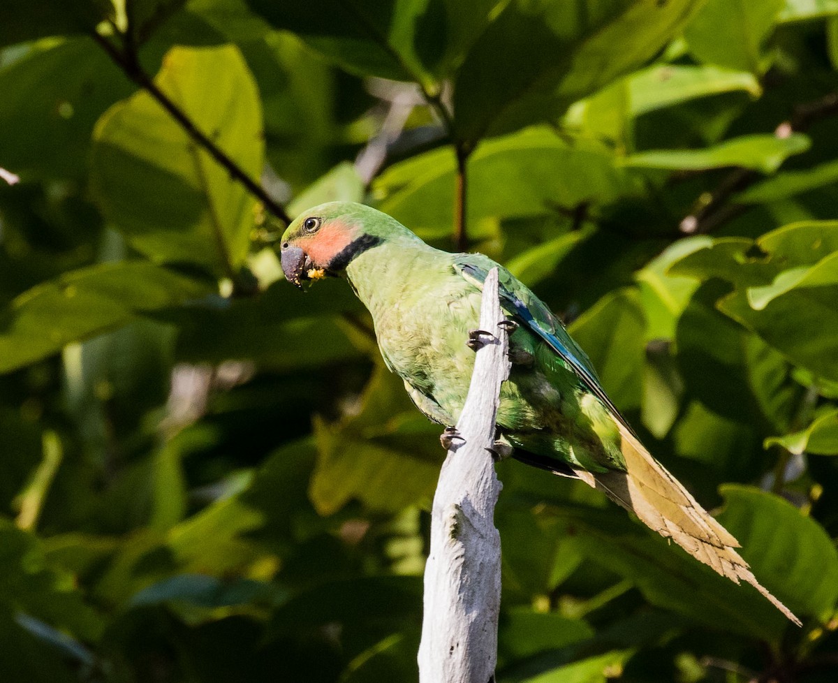 Long-tailed Parakeet - ML622120320