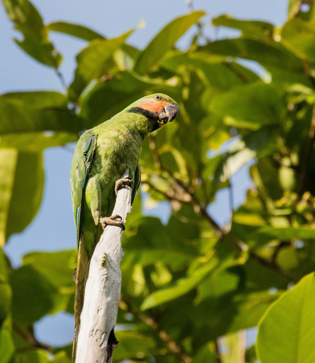 Long-tailed Parakeet - Thomas Job