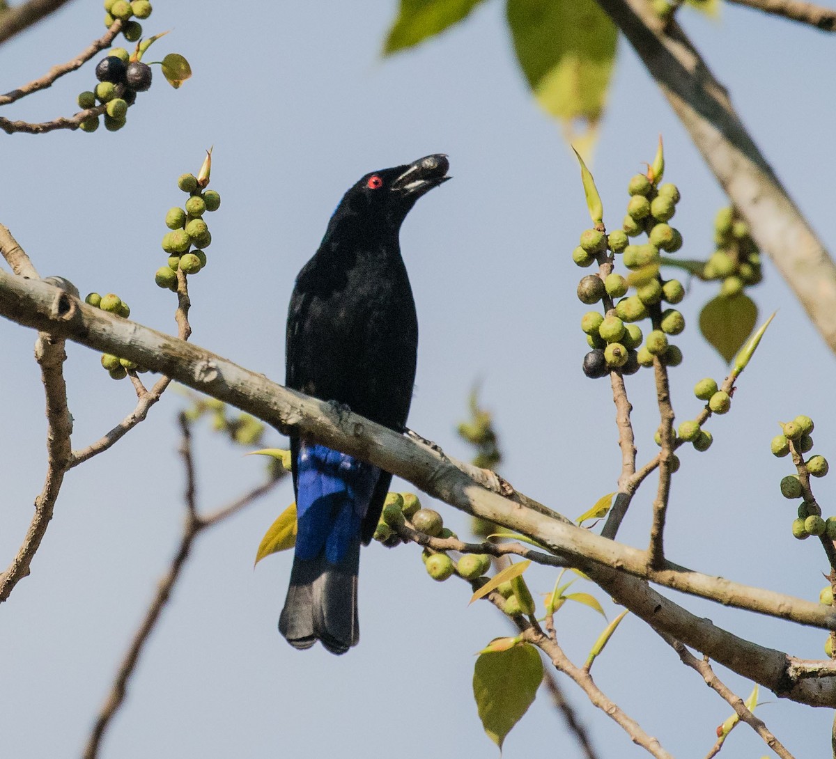 Asian Fairy-bluebird - ML622120322