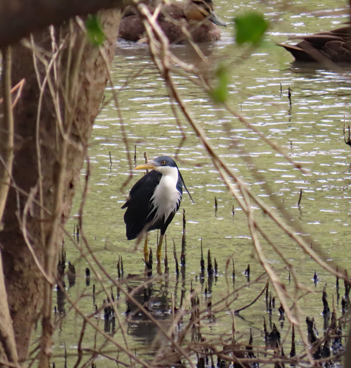 Pied Heron - ML622120323